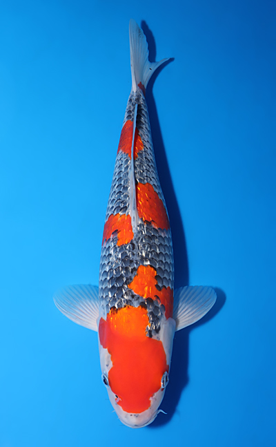 Goshiki - Koi for Sale - Kodama Koi Farm