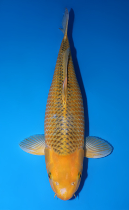 Golden Corn - koi #y0518t020