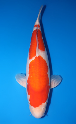 Kohaku - koi #y0518t021