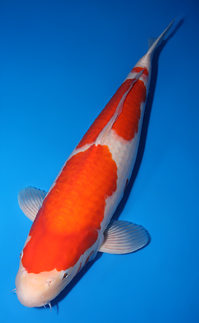 Kohaku - koi #y0518t021 - Dainichi Koi Farm