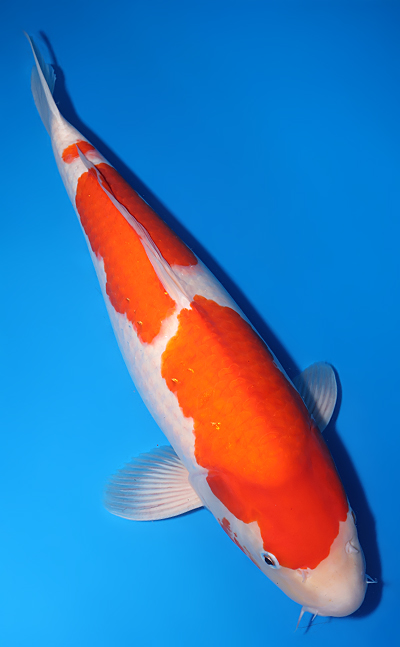 Kohaku - koi #y0518t021 - Dainichi Koi Farm