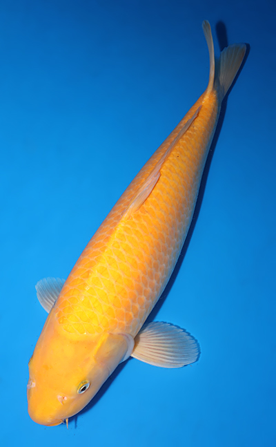 Karashi - koi #y0518t028 - Side View A