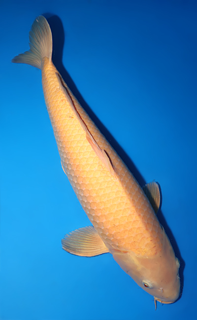 Karashi - koi #y0518t029 - Image 3