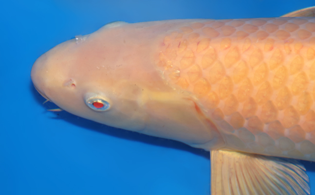 Karashi - koi #y0518t029 - Image 4