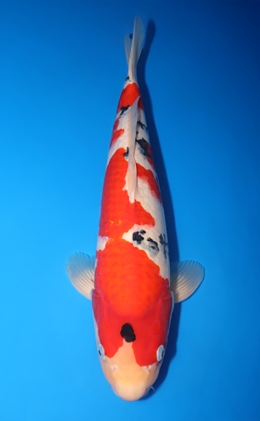 Taisho Sanke - koi #y0518t030