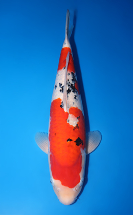 Taisho Sanke - koi #y0518t031
