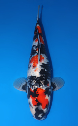 Ginrin Showa - koi #y0518t034
