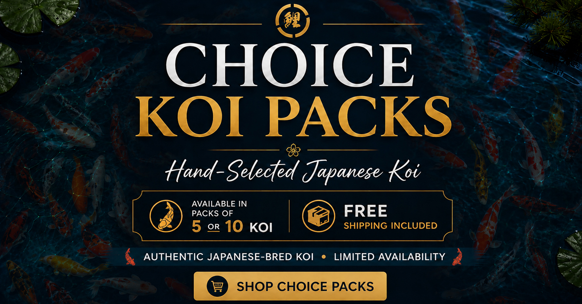 Choice Pack Archives - Kodama Koi Farm