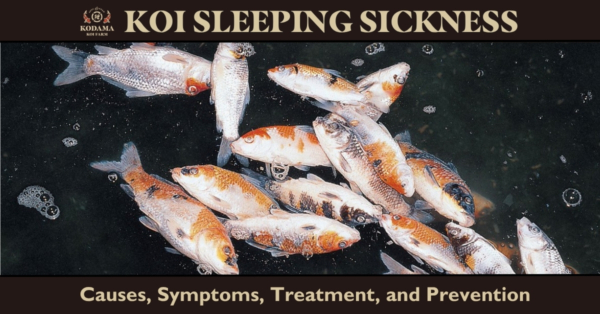 What is Koi Sleeping Disease? KSS, KSD, Carp Edema Virus (CEV) Symptoms & Treatment