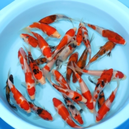 Choice Pack Archives - Kodama Koi Farm