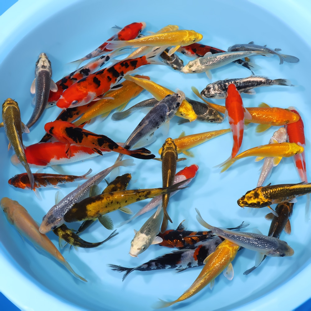 Koi出品 Choice Pack Archives - Kodama Koi Farm