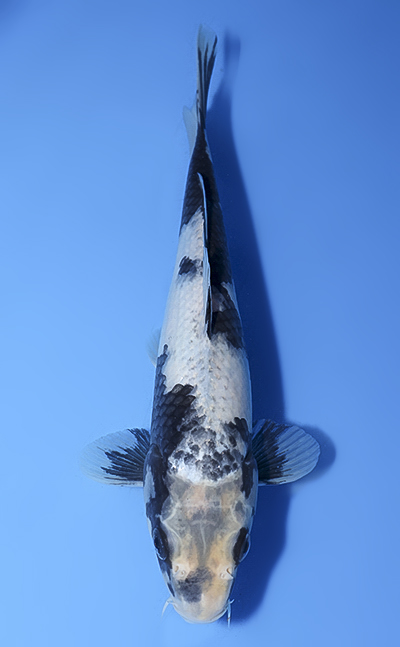 Omosako Koi Farm Archives - Kodama Koi Farm