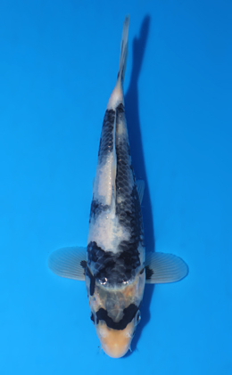 Shop the Best Koi Fish for Sale - Hand-Picked from Japan's Top
