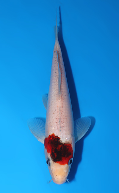 Tancho Koromo - koi #y0528a006-re - Sakazume Koi Farm