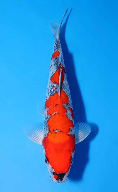 Goshiki - koi #y0529a021 - Kawakami Koi Farm