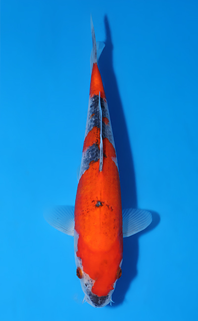 Goshiki - koi #y0529a028 - Kawakami Koi Farm