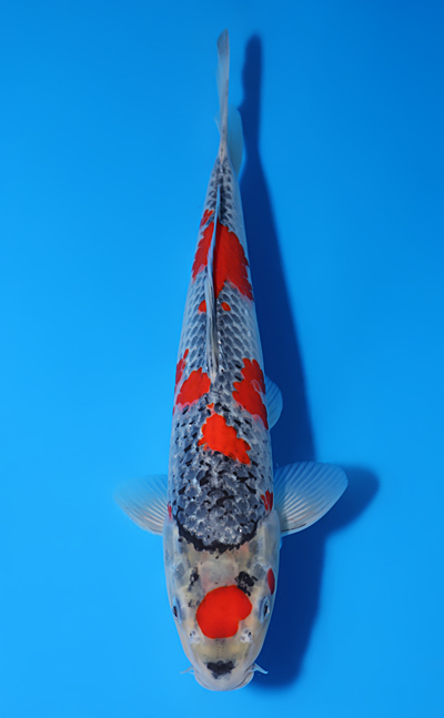 鯉印 Koi-Dogi skin BD Goshiki - koi #y0529a039 - Kawakami Koi Farm