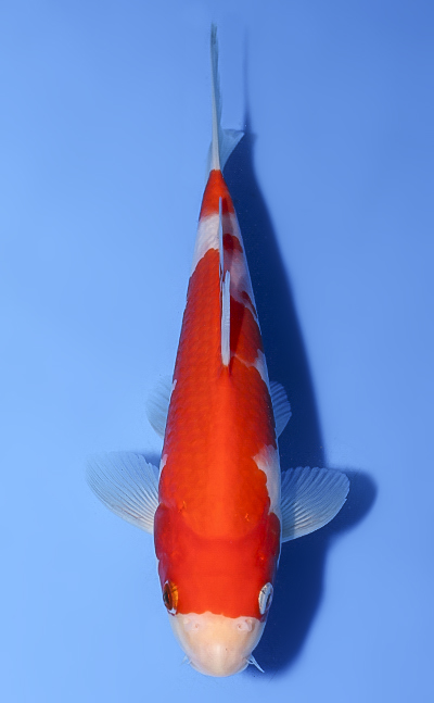 Kohaku - koi #y0601a003 - Marudo Koi Farm