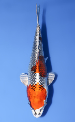 Shop the Best Koi Fish for Sale - Hand-Picked from Japan's Top