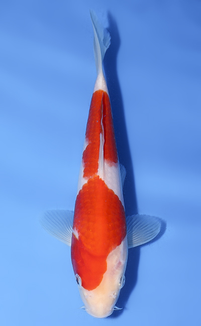 KOHAKUETC Kohaku - koi #y0601a026 - Marudo Koi Farm