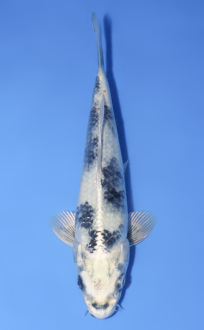 Shop the Best Koi Fish for Sale - Hand-Picked from Japan's Top