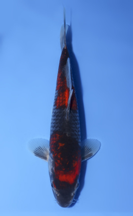 Tancho Special Auction Archives - Kodama Koi Farm
