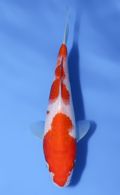 KOHAKUETC Kohaku - koi #y0601a052 - Marudo Koi Farm