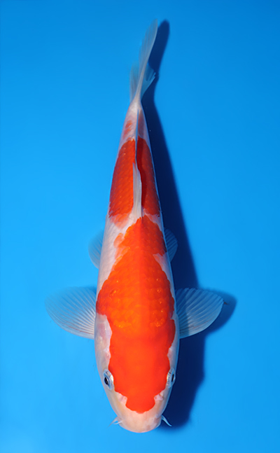 Kohaku - koi #y0602a026 - Marudo Koi Farm
