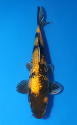 Shop the Best Koi Fish for Sale - Hand-Picked from Japan's Top