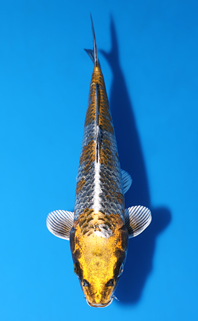 Kogane Ochibashigure - koi #y0603a042 - Maruhiro Koi Farm