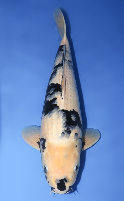 Shop the Best Koi Fish for Sale - Hand-Picked from Japan's Top