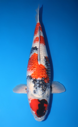 July-21-26 Archives - Kodama Koi Farm