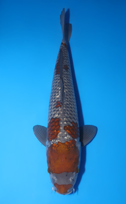 Shop the Best Koi Fish for Sale - Hand-Picked from Japan's Top