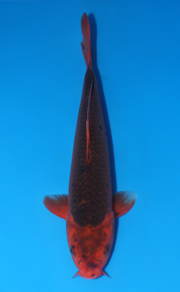Shop the Best Koi Fish for Sale - Hand-Picked from Japan's Top