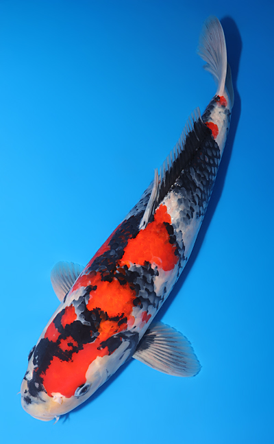Showa - koi #y0609t003 - Side View A