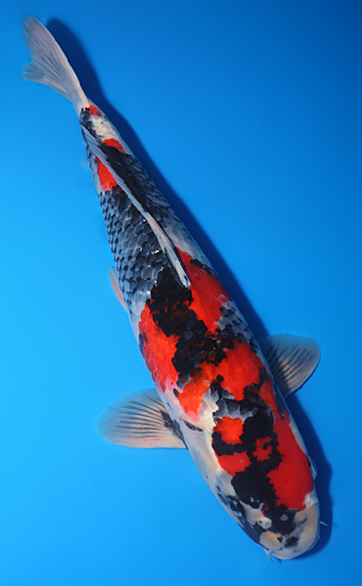 Showa - koi #y0609t003 - Image 3