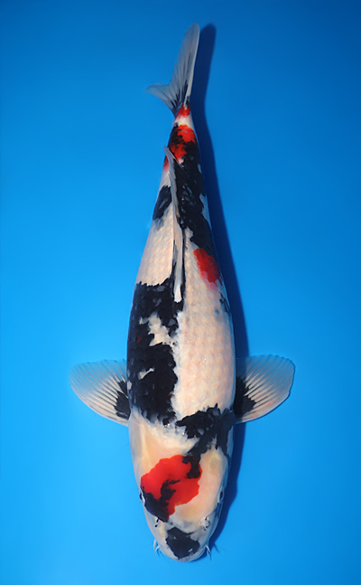 Showa - koi #y0609t004