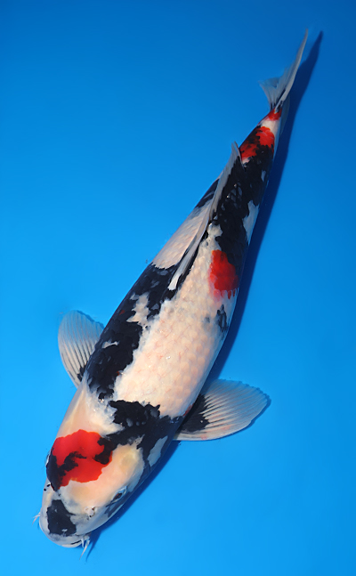 Showa - koi #y0609t004 - Side View A