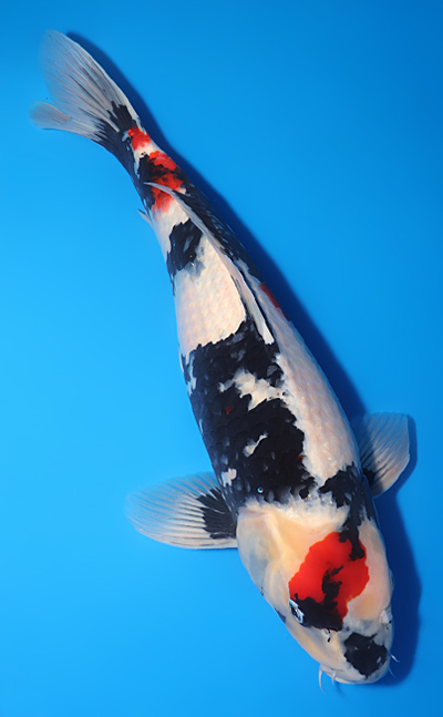 Showa - koi #y0609t004 - Image 3