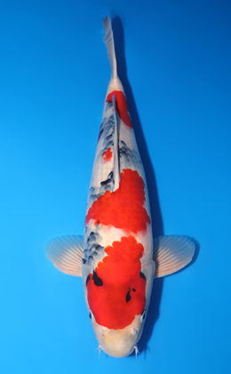 Showa - koi #y0609t005