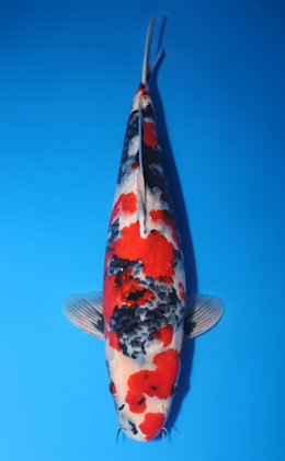 Showa - koi #y0609t009