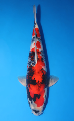 Showa - koi #y0609t011