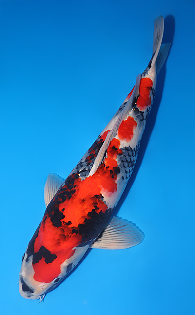 Showa - koi #y0609t011 - Side View A