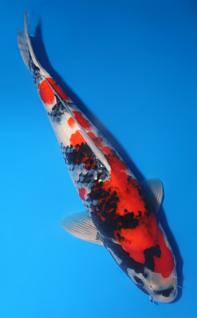 Showa - koi #y0609t011 - Image 3