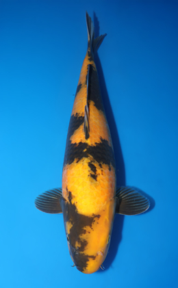 Taro's Spring Collection Archives - Kodama Koi Farm