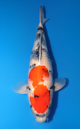 Showa - koi #y0609t016