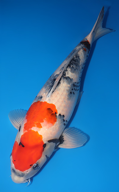 Showa - koi #y0609t016 - Side View A