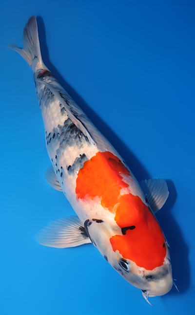 Showa - koi #y0609t016 - Image 3