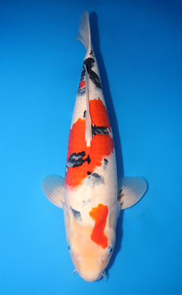 Taro's Spring Collection Archives - Kodama Koi Farm