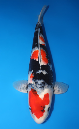 Showa - koi #y0609t019